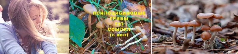 Псилоцибиновые грибы Psilocybine cubensis  Ревда 