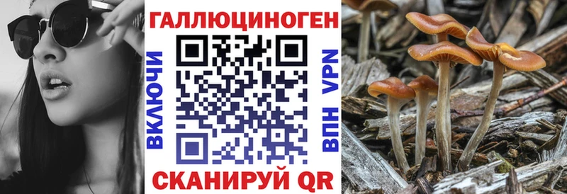 Псилоцибиновые грибы Psilocybine cubensis  Ревда 